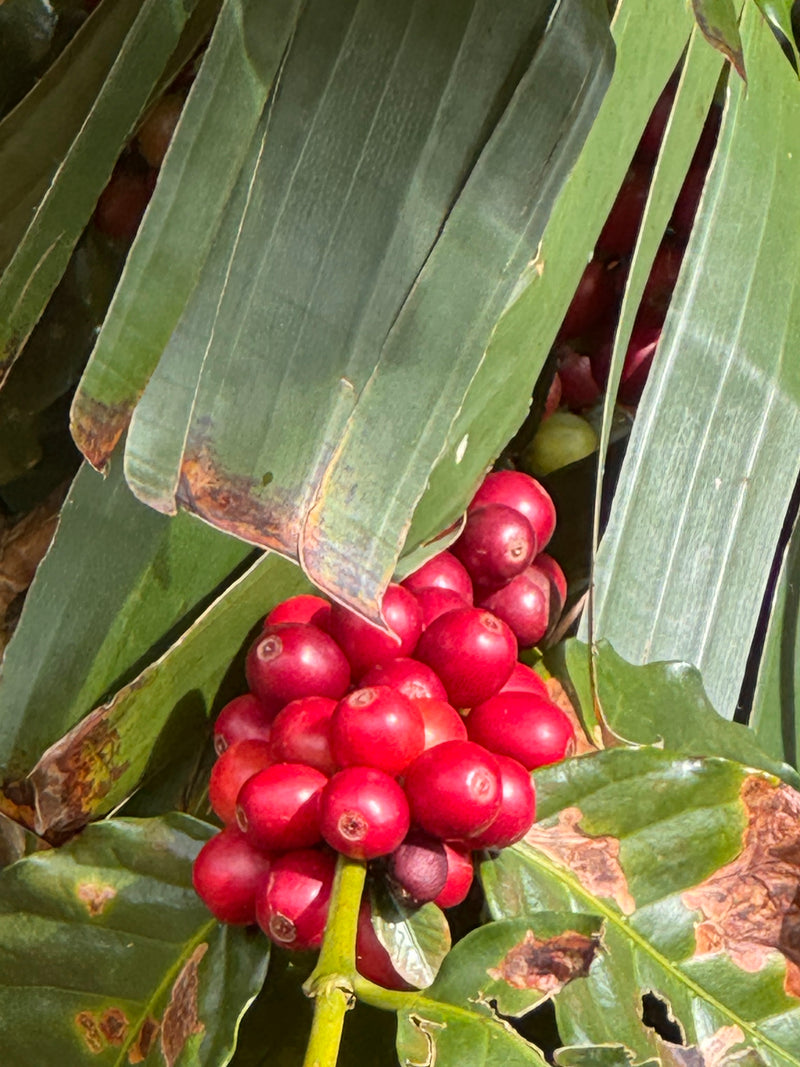 Close-up of red berries with green leaves