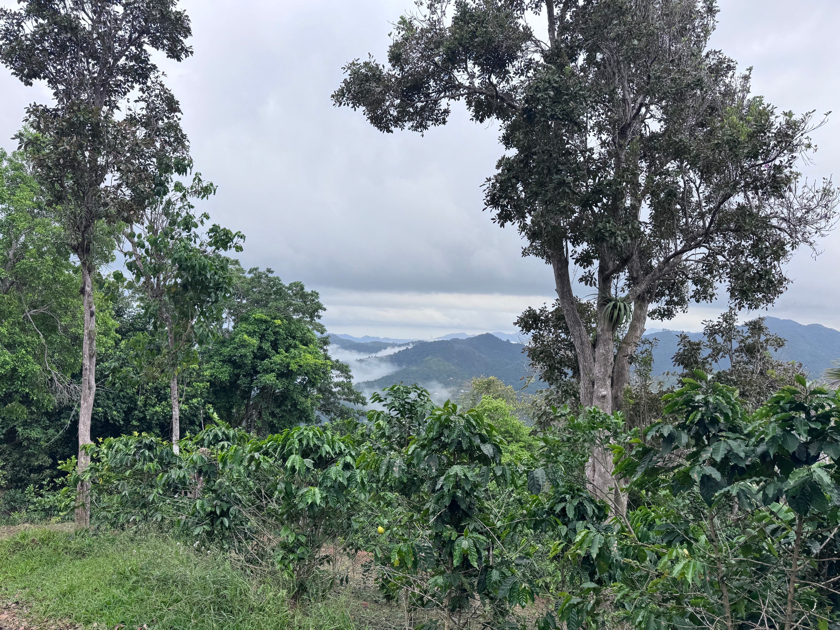 A scenic landscape view of lush green trees and dense foliage overlooking misty mountains under a cloudy sky on Finca Vegas Arriba, Puerto Rico. Coffee Farm.
