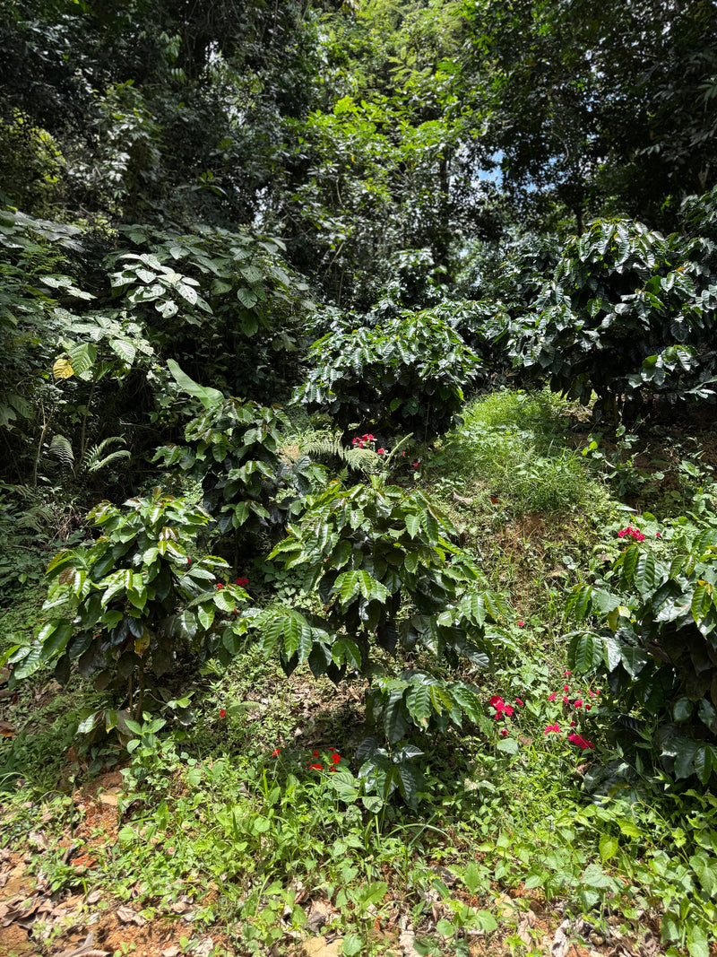 Coffee plants with red berries in a lush green forest on Finca Vegas Arriba, Puerto Rico.
