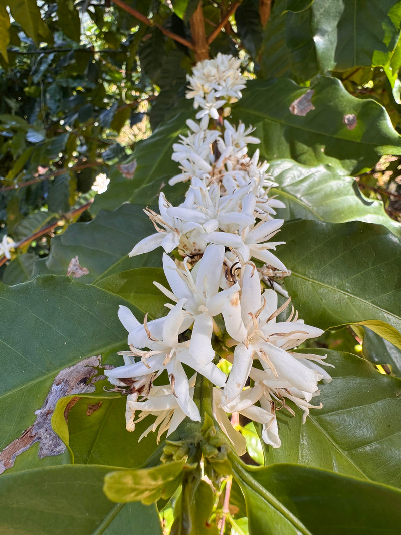 White flowers on a coffee plant with green leaves