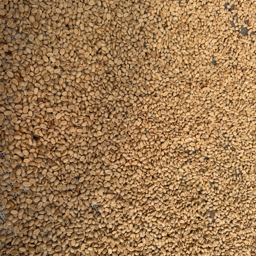 Whole Bean Roast - Washed Process
