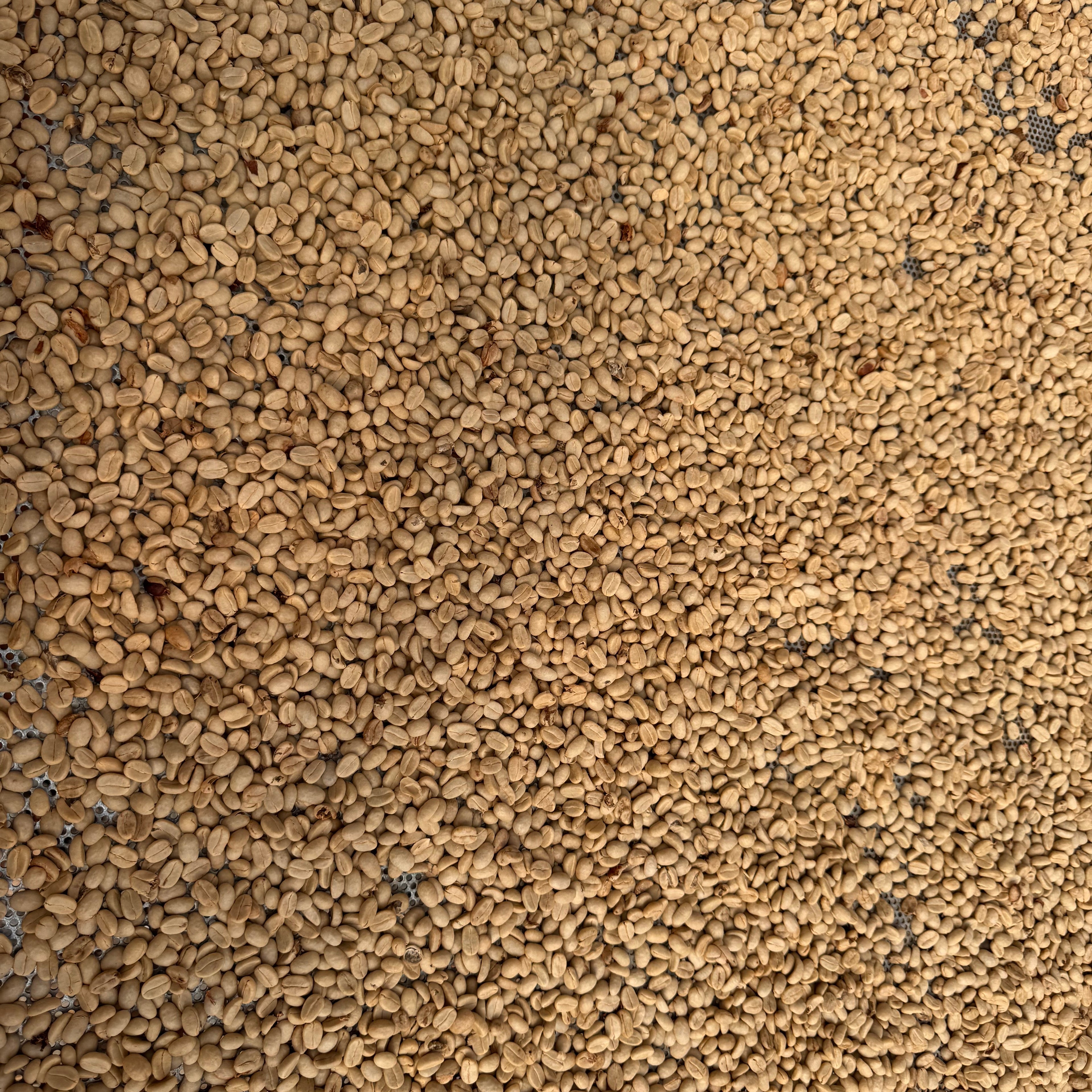Whole Bean Roast - Washed Process