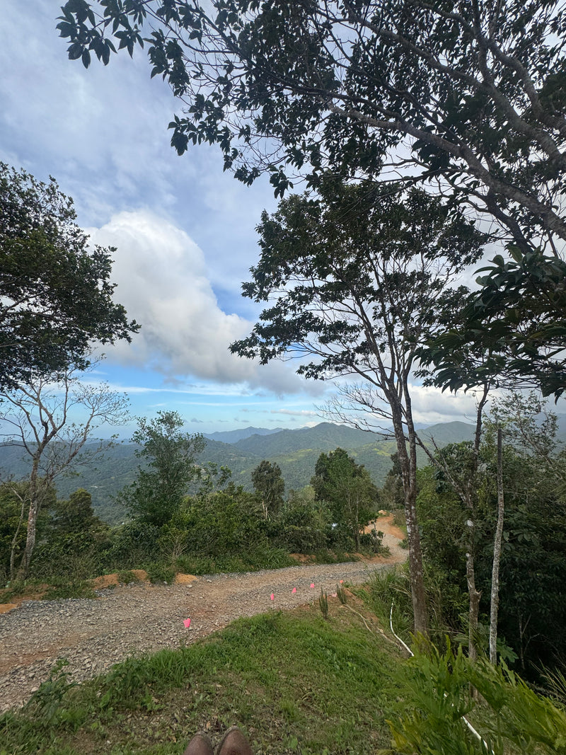 Scenic view of a forested area with a dirt path and mountains in the distance. Finca Vegas Arriba Adjuntas, Puerto Rico.