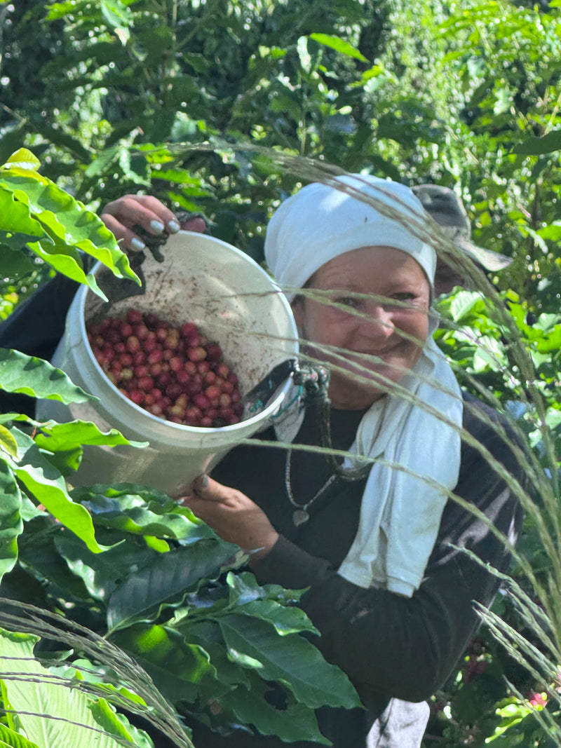 A smiling woman in a white headscarf holds a white bucket filled with ripe coffee cherries among lush green leaves in finca vegas arriba coffee farm.