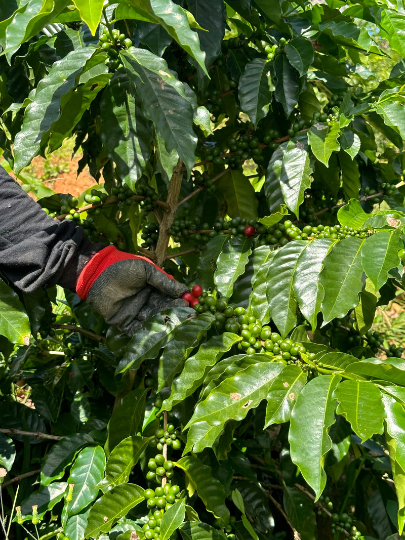A close-up of a hand wearing a black and red work glove reaching for ripe red coffee cherries growing on a leafy green coffee plant on Finca Vegas Arriba, Puerto Rico