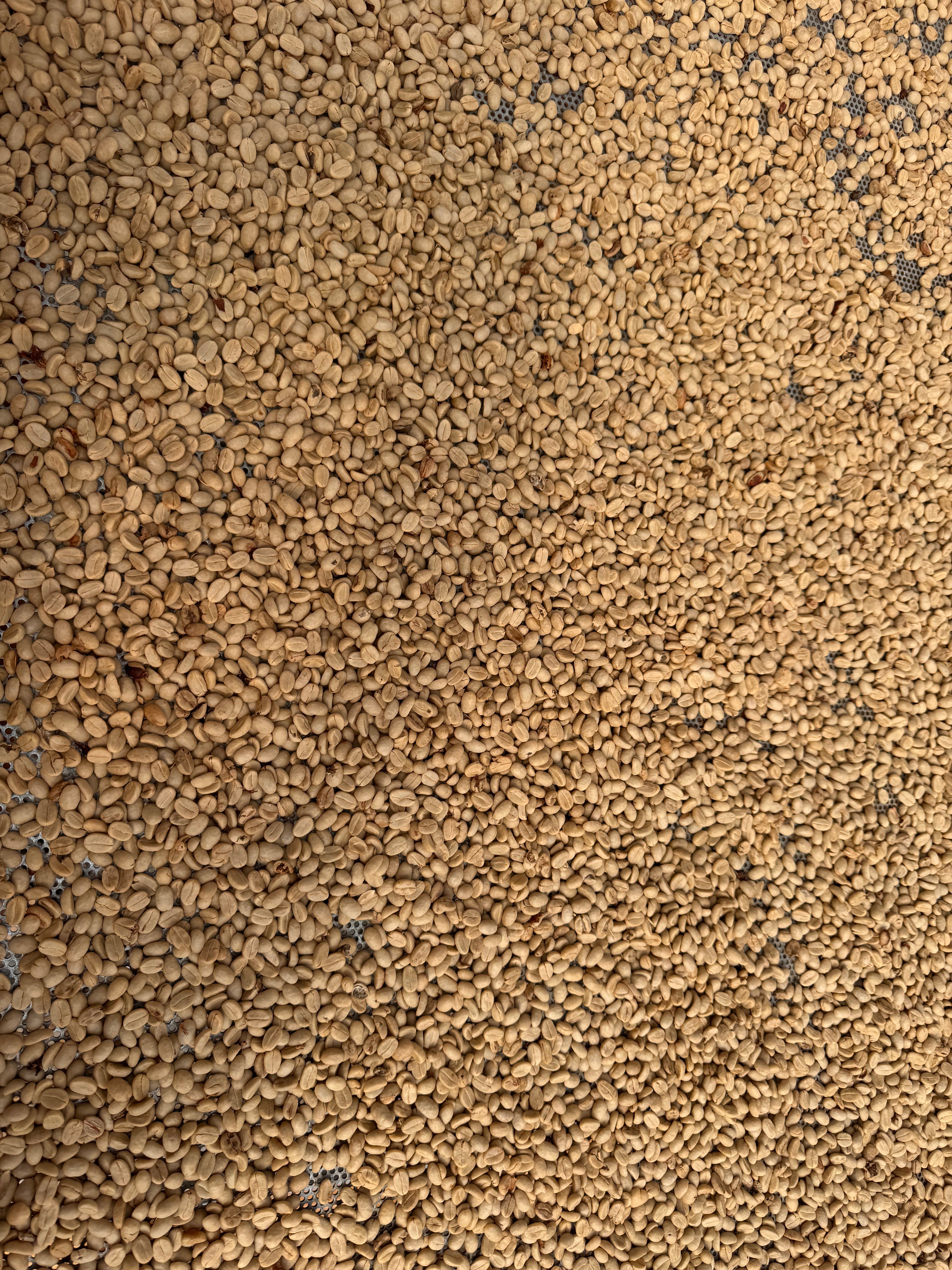 A close-up, top-down view of many coffee beans densely packed together, filling the entire frame.