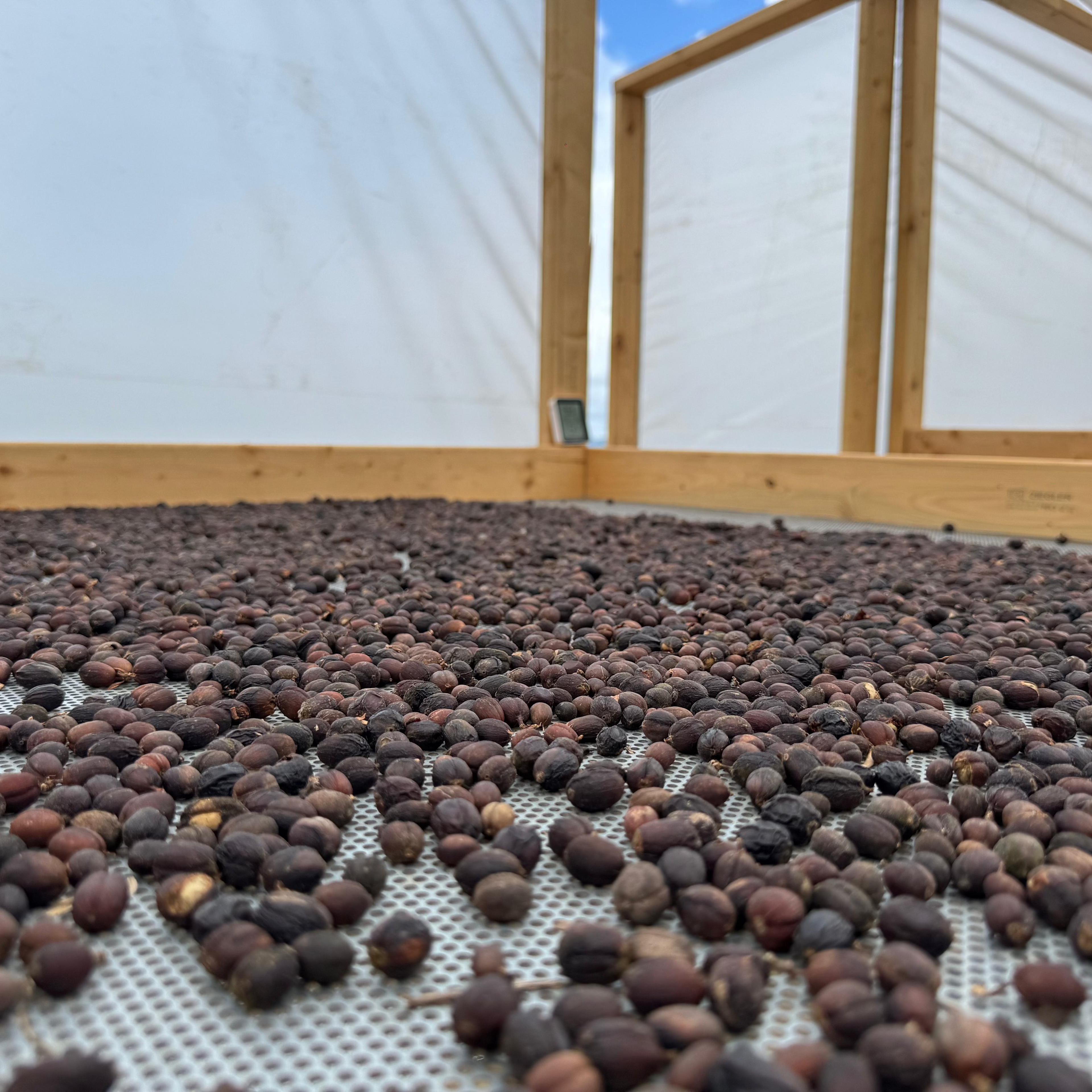 A close-up view of many dark brown coffee beans spread across a white mesh tray inside a wooden-framed structure with translucent panels.
