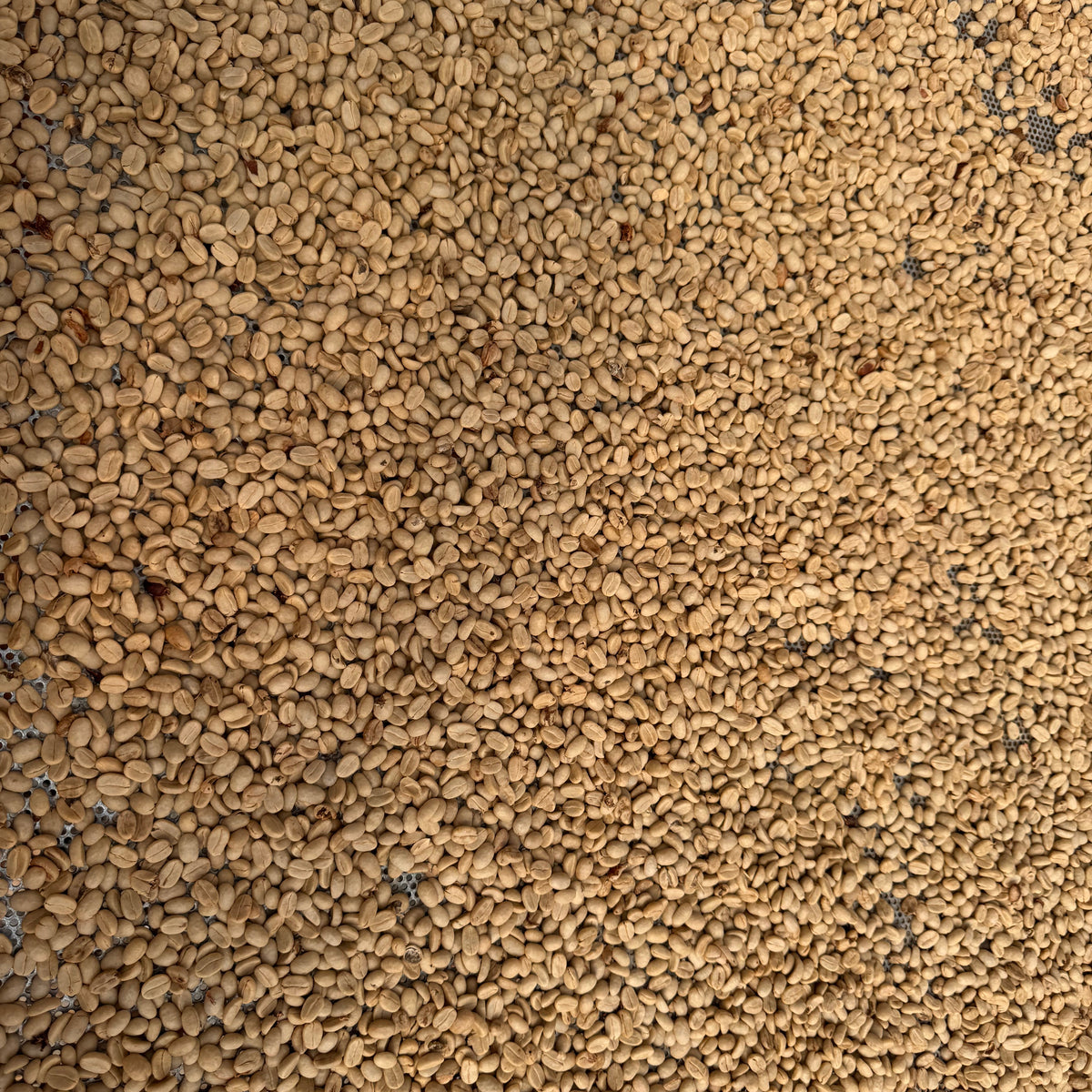 A close-up, top-down view of numerous coffee beans densely packed together, filling the entire frame.