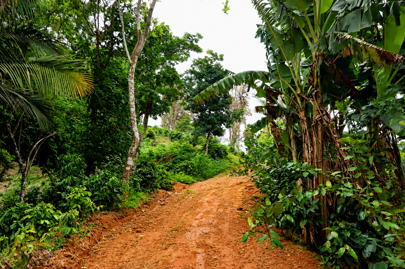 Winding dirt path through a lush tropical coffee farm.