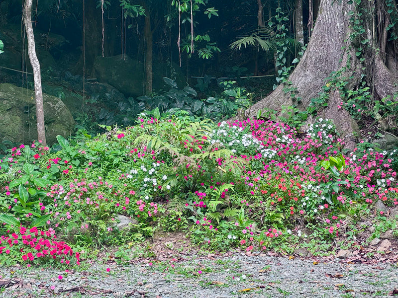 Floral garden with pink and white flowers in a forest setting on finca vegas arriba, puerto rico