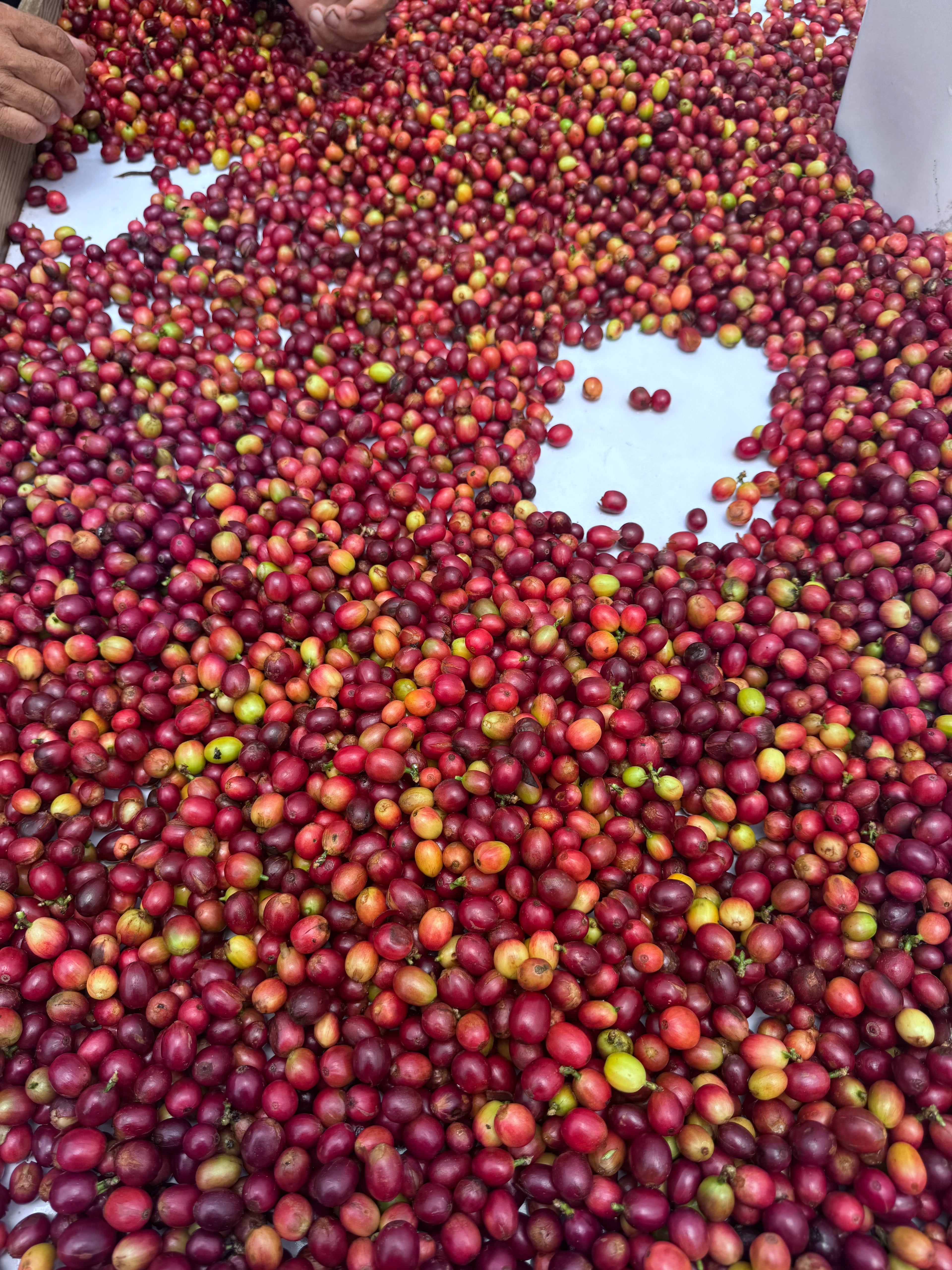 A large spread of ripe coffee cherries on a white surface, with hands visible in the upper left corner sorting through the fruit.