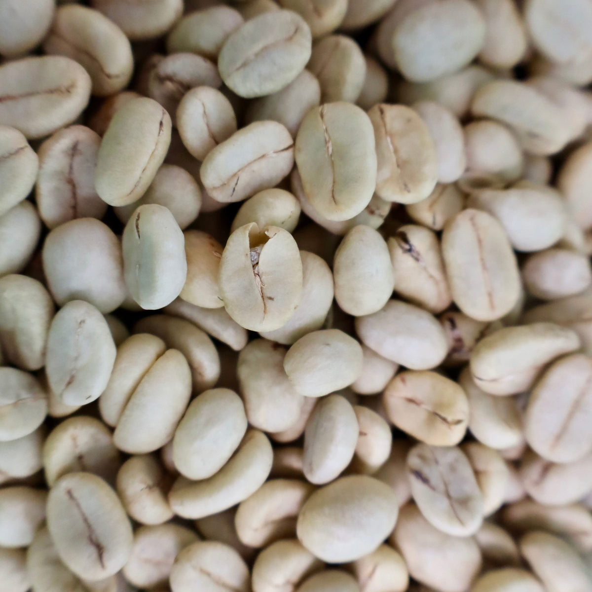 Close-up of washed green coffee beans